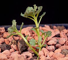 Archivo:Euphorbia copiapina2 ies