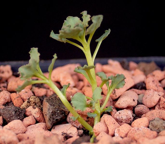 Euphorbia copiapina2 ies