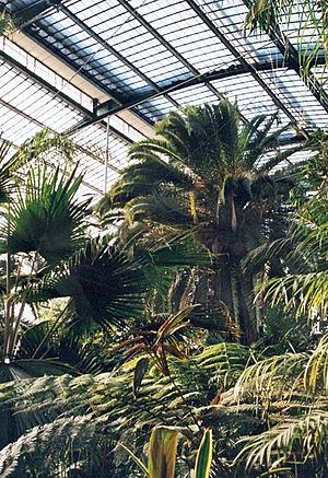 Archivo:Gewaechshaus palmengarten frankfurt