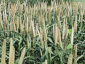 Archivo:Grain millet, early grain fill, Tifton, 7-3-02