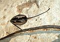 Grevillea robusta dry seed pod