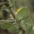 Grindelia ciliata foliage