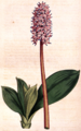Helonias bullata CBM