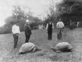 Jonathan and another tortoise, St Helena