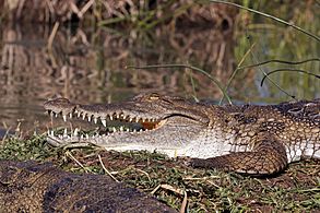 Kenyan crocodile (Crocodylus niloticus pauciscutatus)