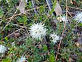 Kunzea pomifera flowers