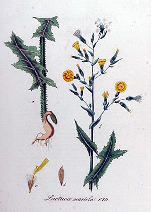 Archivo:Lactuca scariola — Flora Batava — Volume v11