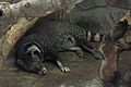 Large-spotted Civet (Viverra megaspila)