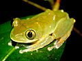 Leptopelis occidentalis 110707