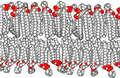 Lipid bilayer section