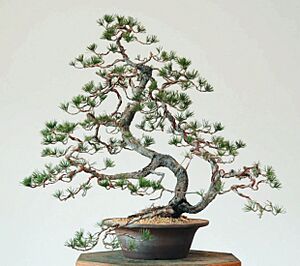 Archivo:Lodgepole Pine as Bonsai