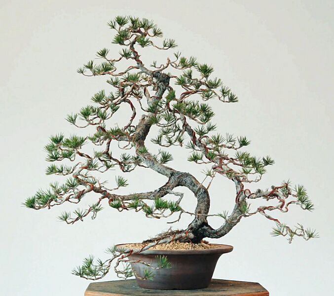 Lodgepole Pine as Bonsai