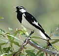 Magpie-Lark male kobble aug06