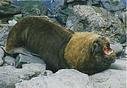 Archivo:Male southern sea lion