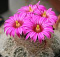 Mammillaria guelzowiana