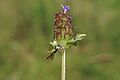 Misumena vatia Ulia