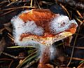 Mold on mushroom