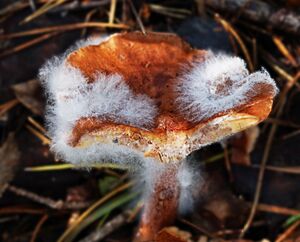 Archivo:Mold on mushroom