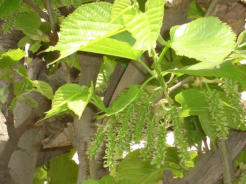 Mulberry Flower Clusters