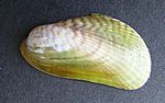 Archivo:Musculista senhousia (Asian mussel)