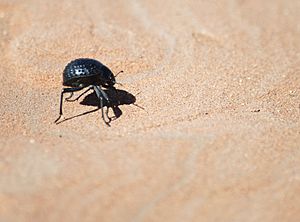 Archivo:Namib desert beetle