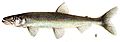 Osmerus mordax