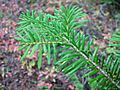 PacificSilverFir 7785