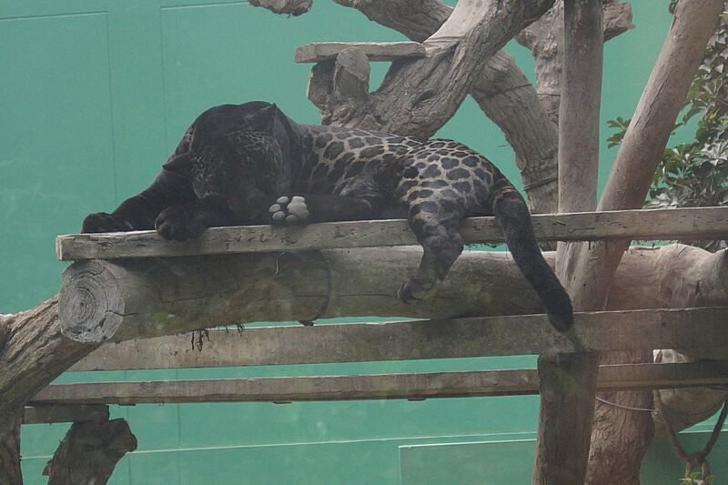 Pantera Parque Leyendas