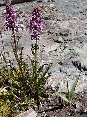 Archivo:Pedicularis groenlandica 22904