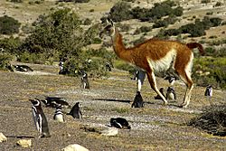 Archivo:Penguins and Guanaco