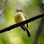 Archivo:Phylloscartes eximius - Southern Bristle-tyrant