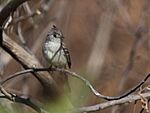 Archivo:Pileated Flycatcher 2395569157