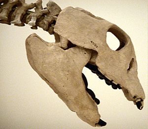 Archivo:Placodus gigas AMNH 4985 cast skull