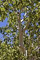 Platanus wrightii