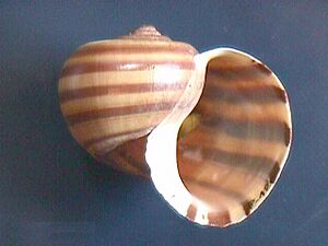 Archivo:Pomacea glauca 000