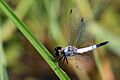 Pond adjutant (Aethriamanta gracilis) male