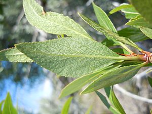 Archivo:Populus angustifolia (5833844601)