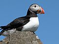 Puffin.Mykines