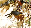 Rufous-capped Brush Finch