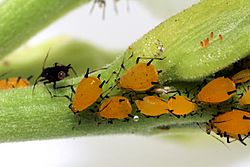 Archivo:Sa aphid colony highres