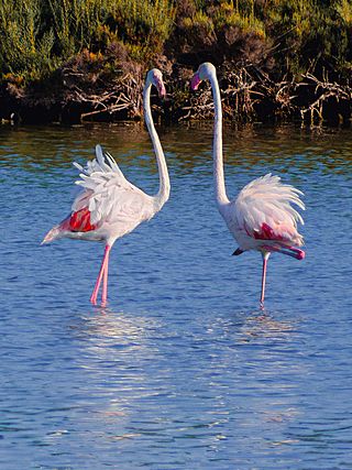 Salar de los Canos - Flamingos (cropped).jpg