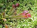 Sarracenia psittacina3