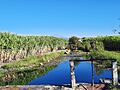 Sistema de riego ojo de agua "El Ojito"
