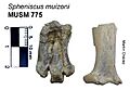 Spheniscus muizoni