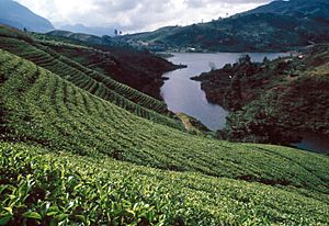 Archivo:Sri Lanka Teeplantage