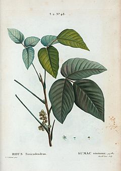 Archivo:T2 48 Toxicodendron pubescens par Pierre-Joseph Redouté