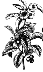 Archivo:Tea plant drawing