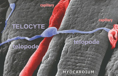 Archivo:Telocytes - Fig 10