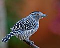 Thamnophilus doliatus -Piraju, Sao Paulo, Brazil -male-8 (1)