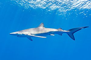 Archivo:Tiburón azul (Prionace glauca), canal Fayal-Pico, islas Azores, Portugal, 2020-07-27, DD 31
